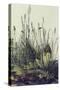 The Large Piece of Grass-Albrecht Drer-Stretched Canvas