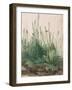 The Large Piece of Turf, 1503-Albrecht Dürer-Framed Premium Giclee Print