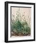 The Large Piece of Turf, 1503-Albrecht Dürer-Framed Giclee Print