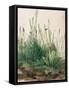 The Large Piece of Turf by Albrecht D¼rer-Albrecht Dürer-Framed Stretched Canvas