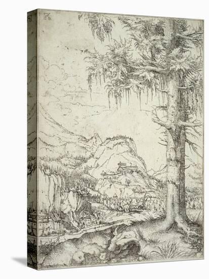 The Large Spruce, C.1520-Albrecht Altdorfer-Stretched Canvas