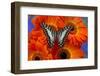 The Large Striped Swordtail Butterfly, Graphium Antheus-Darrell Gulin-Framed Photographic Print