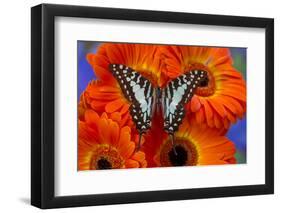 The Large Striped Swordtail Butterfly, Graphium Antheus-Darrell Gulin-Framed Photographic Print