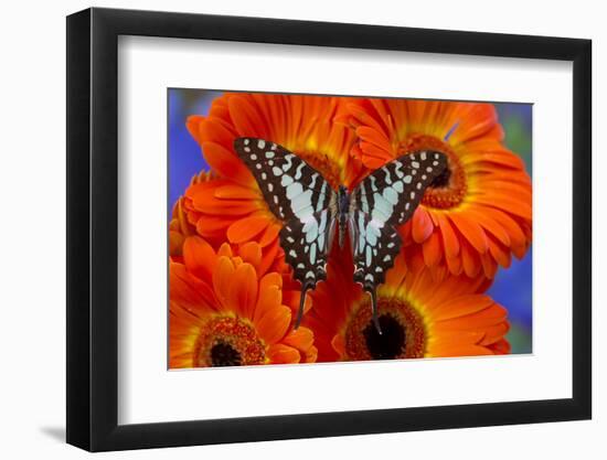 The Large Striped Swordtail Butterfly, Graphium Antheus-Darrell Gulin-Framed Photographic Print