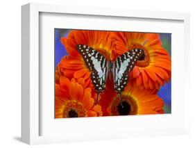 The Large Striped Swordtail Butterfly, Graphium Antheus-Darrell Gulin-Framed Photographic Print