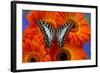 The Large Striped Swordtail Butterfly, Graphium Antheus-Darrell Gulin-Framed Photographic Print
