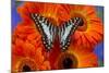 The Large Striped Swordtail Butterfly, Graphium Antheus-Darrell Gulin-Mounted Photographic Print