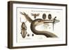 The Largest Crested Heron, 1749-73-Mark Catesby-Framed Giclee Print