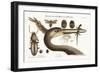 The Largest Crested Heron, 1749-73-Mark Catesby-Framed Giclee Print