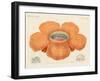 The Largest of All known Flowers-null-Framed Giclee Print