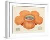 The Largest of All known Flowers-null-Framed Giclee Print