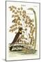 The Lark, 1749-73-Mark Catesby-Mounted Giclee Print
