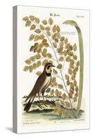 The Lark, 1749-73-Mark Catesby-Stretched Canvas