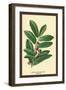 The Laruel. Foliage and Berries-W.h.j. Boot-Framed Art Print
