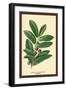 The Laruel. Foliage and Berries-W.h.j. Boot-Framed Art Print