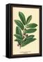 The Laruel. Foliage and Berries-W.h.j. Boot-Framed Stretched Canvas