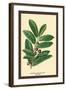 The Laruel. Foliage and Berries-W.h.j. Boot-Framed Art Print