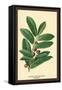 The Laruel. Foliage and Berries-W.h.j. Boot-Framed Stretched Canvas