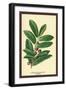 The Laruel. Foliage and Berries-W.h.j. Boot-Framed Art Print