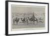 The Last Five Camels-null-Framed Giclee Print