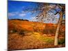 The Last Leaves-Philippe Sainte-Laudy-Mounted Photographic Print