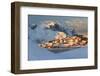 The Last Rays of Sun on the Fishing Village and the Snowy Peaks, Kvalvika, Andoya, Reine, Nordland-Roberto Moiola-Framed Photographic Print