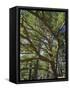 The Last Remaining Forest of Biblical Cedars, Cedar Forest, Lebanon, Middle East-Fred Friberg-Framed Stretched Canvas