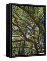 The Last Remaining Forest of Biblical Cedars, Cedar Forest, Lebanon, Middle East-Fred Friberg-Framed Stretched Canvas