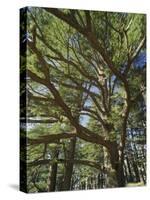 The Last Remaining Forest of Biblical Cedars, Cedar Forest, Lebanon, Middle East-Fred Friberg-Stretched Canvas