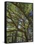 The Last Remaining Forest of Biblical Cedars, Cedar Forest, Lebanon, Middle East-Fred Friberg-Framed Stretched Canvas