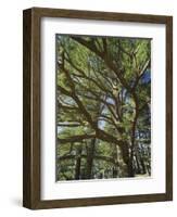 The Last Remaining Forest of Biblical Cedars, Cedar Forest, Lebanon, Middle East-Fred Friberg-Framed Photographic Print