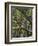 The Last Remaining Forest of Biblical Cedars, Cedar Forest, Lebanon, Middle East-Fred Friberg-Framed Photographic Print