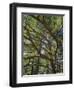 The Last Remaining Forest of Biblical Cedars, Cedar Forest, Lebanon, Middle East-Fred Friberg-Framed Photographic Print