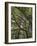 The Last Remaining Forest of Biblical Cedars, Cedar Forest, Lebanon, Middle East-Fred Friberg-Framed Photographic Print