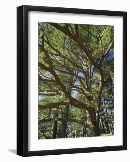 The Last Remaining Forest of Biblical Cedars, Cedar Forest, Lebanon, Middle East-Fred Friberg-Framed Photographic Print