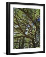 The Last Remaining Forest of Biblical Cedars, Cedar Forest, Lebanon, Middle East-Fred Friberg-Framed Photographic Print