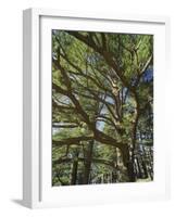 The Last Remaining Forest of Biblical Cedars, Cedar Forest, Lebanon, Middle East-Fred Friberg-Framed Photographic Print