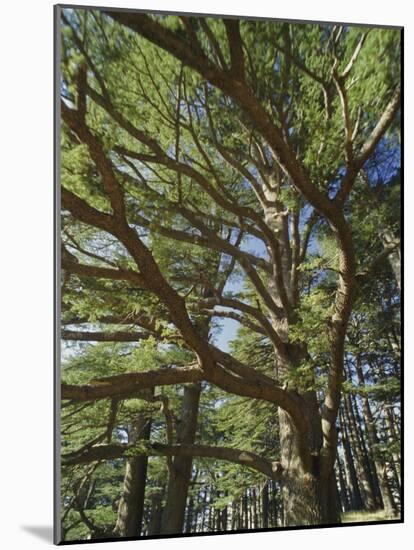 The Last Remaining Forest of Biblical Cedars, Cedar Forest, Lebanon, Middle East-Fred Friberg-Mounted Photographic Print