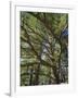 The Last Remaining Forest of Biblical Cedars, Cedar Forest, Lebanon, Middle East-Fred Friberg-Framed Photographic Print