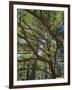 The Last Remaining Forest of Biblical Cedars, Cedar Forest, Lebanon, Middle East-Fred Friberg-Framed Photographic Print