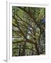 The Last Remaining Forest of Biblical Cedars, Cedar Forest, Lebanon, Middle East-Fred Friberg-Framed Photographic Print