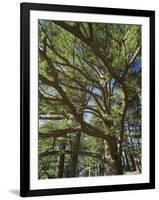 The Last Remaining Forest of Biblical Cedars, Cedar Forest, Lebanon, Middle East-Fred Friberg-Framed Photographic Print