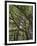 The Last Remaining Forest of Biblical Cedars, Cedar Forest, Lebanon, Middle East-Fred Friberg-Framed Photographic Print