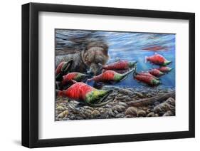 The Last Run - Sockeye Salmon-Kevin Daniel-Framed Art Print