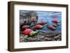 The Last Run - Sockeye Salmon-Kevin Daniel-Framed Art Print