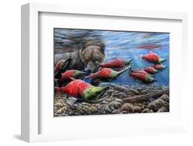 The Last Run - Sockeye Salmon-Kevin Daniel-Framed Art Print