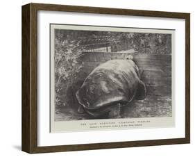 The Last Surviving Galapagan Tortoise-null-Framed Giclee Print