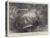 The Last Surviving Galapagan Tortoise-null-Stretched Canvas