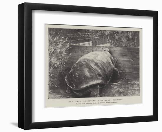 The Last Surviving Galapagan Tortoise-null-Framed Premium Giclee Print