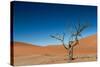 The Last Tree in the Desert-Circumnavigation-Stretched Canvas